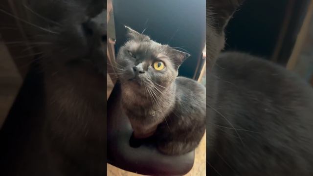 Чего не хватает,слово из 5 букв👍🐈⬛#cat #cats #кот #смех #top #тимоша #юмор #котик #топ #catlover