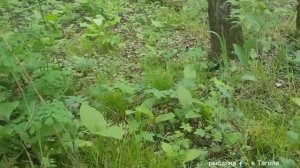 Грибалка ,2023 в поиске Красноголовиков для жарехи