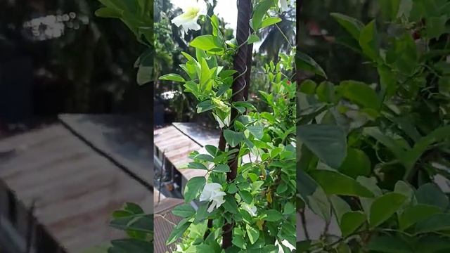 white double petal butterfly pea 🌼 смотреть онлайн