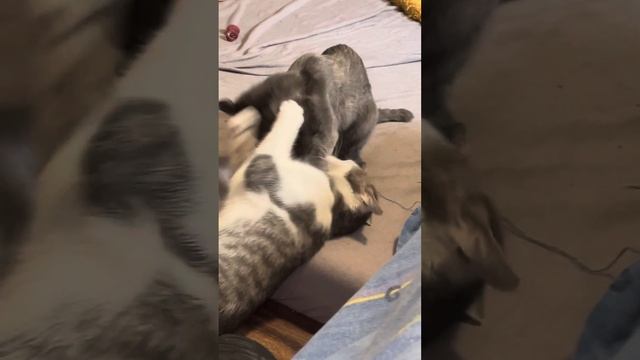 Тигры делят территорию 😻 смотреть онлайн