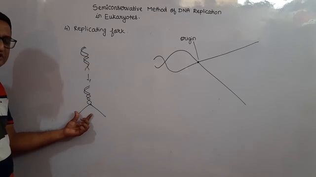 Semiconservative Method Of DNA Replication