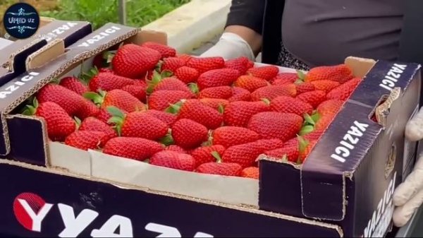 TURKIYA ISSIQXONALARIDA QULUPNAY YETISHTIRISH. Yangi texnologiya.