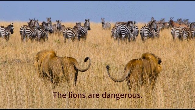 ВПР по английскому. Описание картинки. Lions Hunt Zebras смотреть онлайн