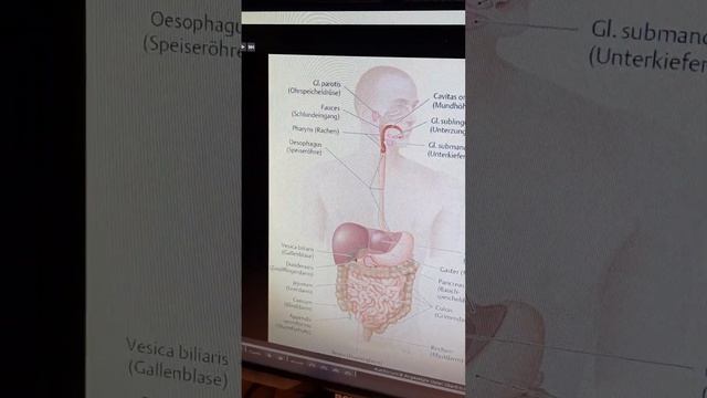 пищеварение