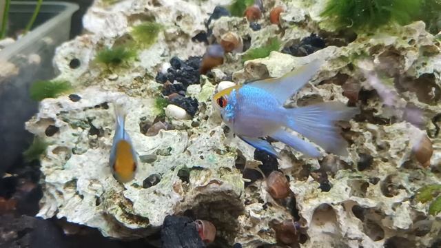 Mikrogeophagus Ramirezi  (German Blue Electric Longfin Ramirezi)