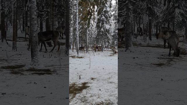 Олені у вольєрі. Навесні вони підуть на північ, світ за очі. смотреть онлайн