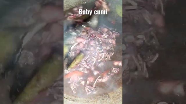Baby Cumi Kuah Tinta Hitam