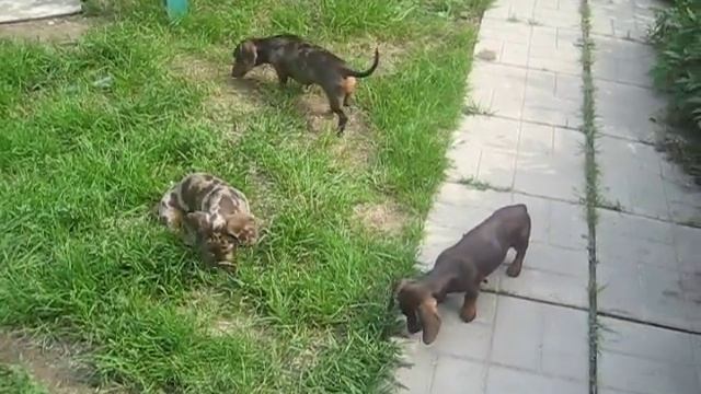 MVI_4432.AVI смотреть онлайн