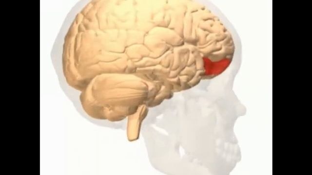 Orbital Gyrus смотреть онлайн