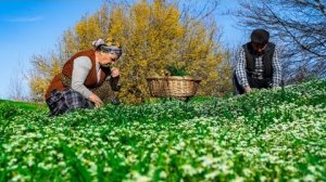 Жгучая Крапива: Сбор и Приготовление Кутабов