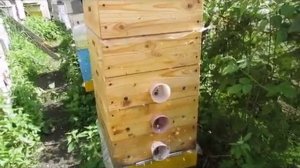 объединение семей пчел на главный взяток , особенности и ошибки