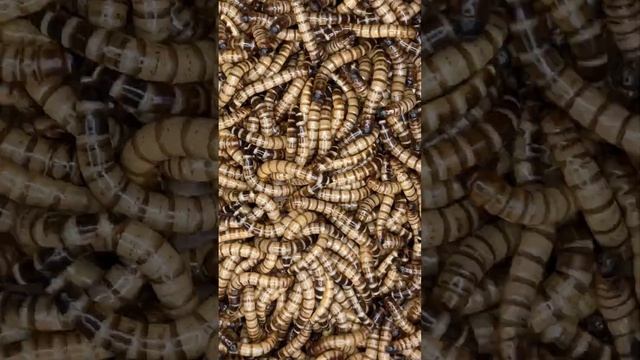 10000 Worms Eating Chicken Head.