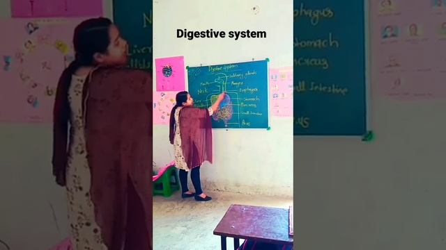 #science topics Digestive system 🫀🫁#fact 🩸 смотреть онлайн