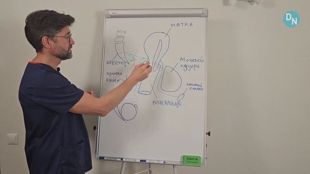 Опущение матки. Анатомия малого таза от Александра Никитина