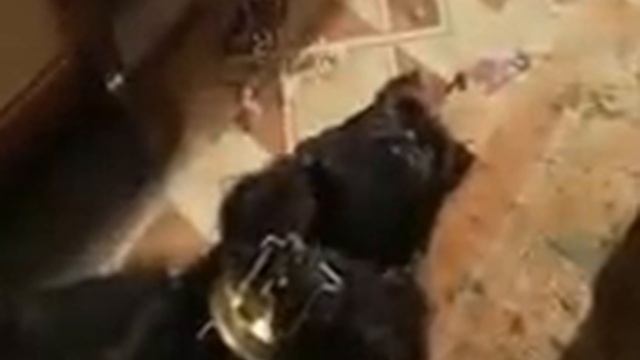 Бегемот - Единственное, что может спасти смертельно ра смотреть онлайн