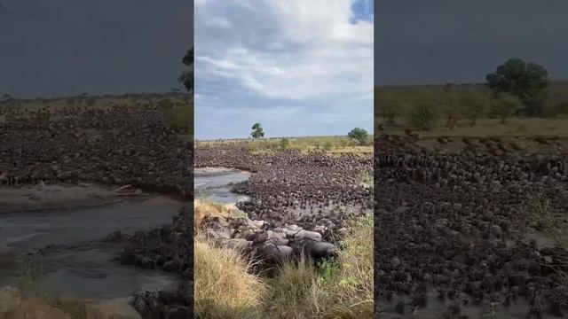 The Wildebeest Migration crossing the Mara River, Serengeti National Park, Tanzania