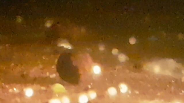 Paracheirodon Axelrodi schiusa delle uova смотреть онлайн