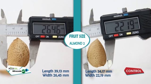 Almond-Tree with Mycogel and Nitrocode AZ+ | Agrocode [we do bio!] смотреть онлайн