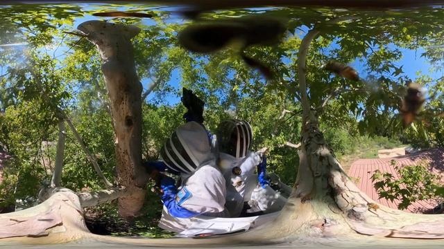 Bookish Bees [4K HD 360°] смотреть онлайн