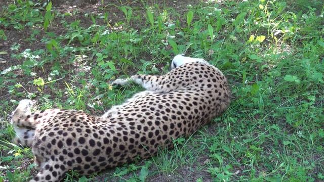 Гепард Эстер. 29.06.2022 смотреть онлайн