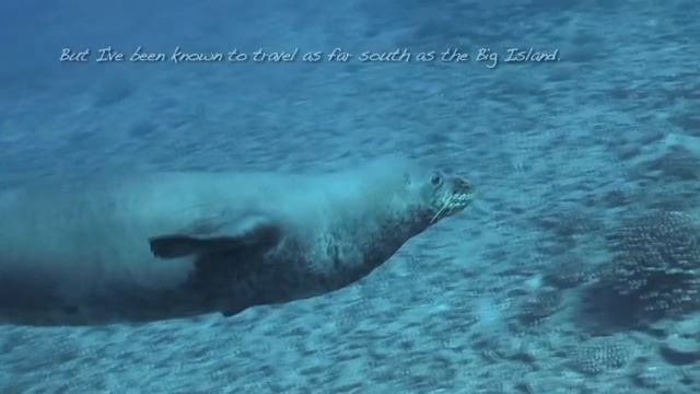 23 Monk Seals 2 смотреть онлайн