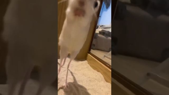 The Egyptian Jerboa Is A Small Rodent Native To North Africa And The Middle East, Especially Egypt