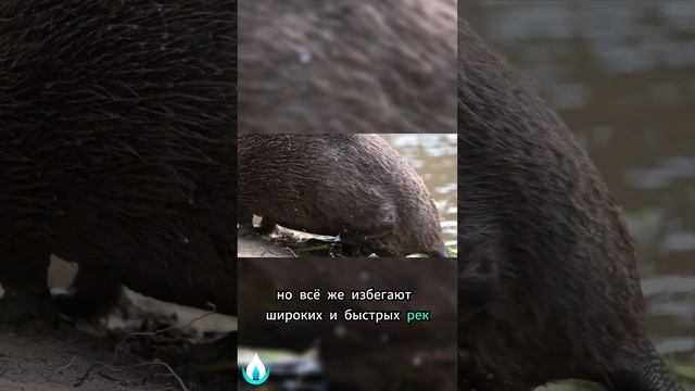 Как же всё таки правильно бобр или бобёр???#животные #факты #шортс #animals смотреть онлайн