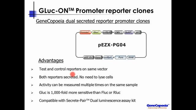 Improved Promoter Reporter Technology For Understanding Gene Regulation