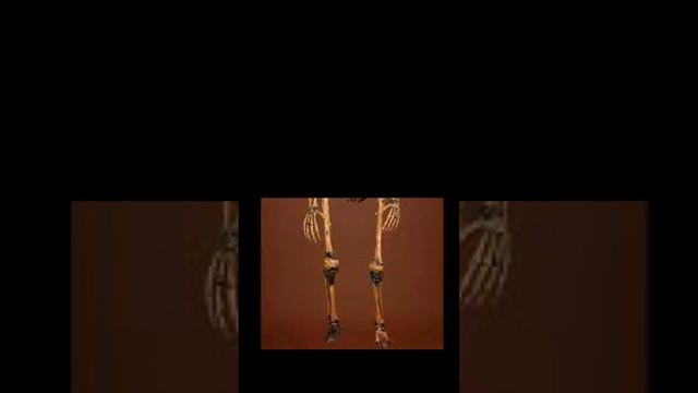 Neanderthal Brains Were Different смотреть онлайн