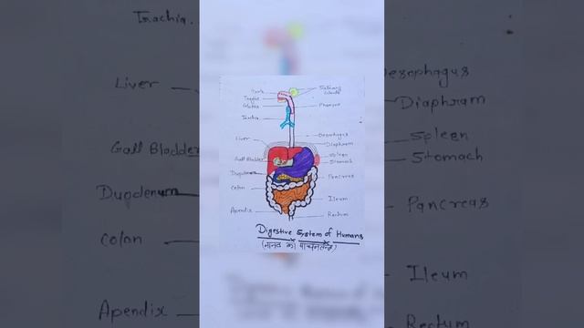 #Diagram of #Digestive #system of #human смотреть онлайн
