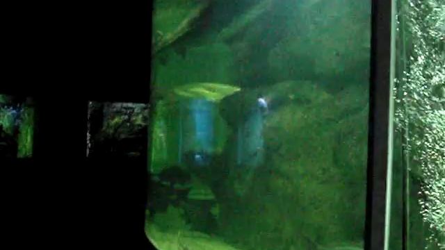 Белуга в аквариуме во Владивостоке смотреть онлайн