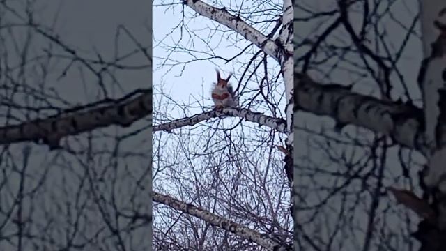 Шустрая белка у кормушки в барнаульском парке. смотреть онлайн