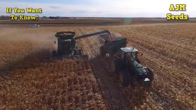 This is how maize is harvested with state-of-the-art machinery. Modern agricultural technology смотреть онлайн