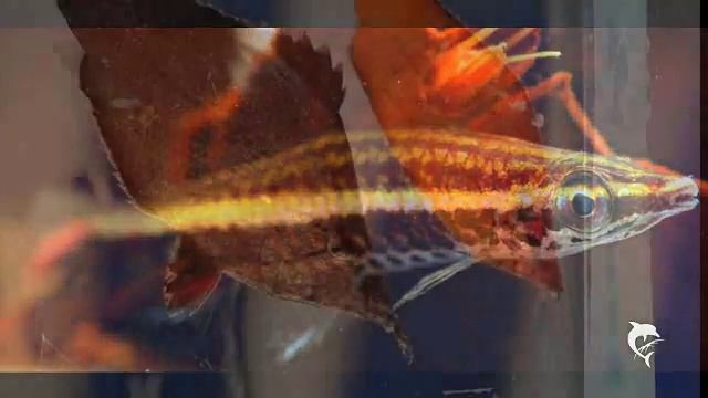 Ornamental fish expedition Venezuela смотреть онлайн