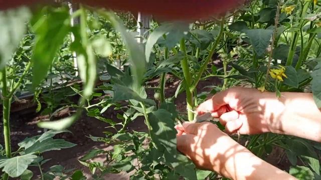 Помидоры в теплице, вторая подвязка. Дела садовые.