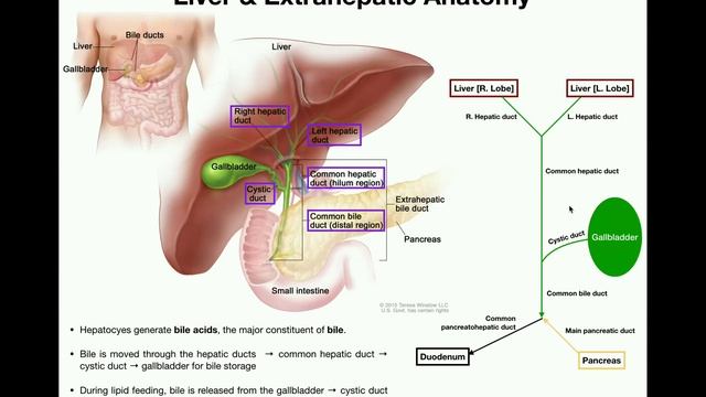Accessory Organs of the Small Intestine [Liver, Gallbladder, & Pancreas] смотреть онлайн