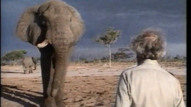 David Shepherd CBE 1931 – 2017 смотреть онлайн