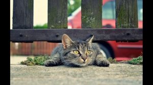 сказка "ленивый котик"