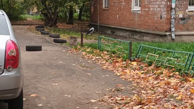 06.10.23. серая ворона смотреть онлайн
