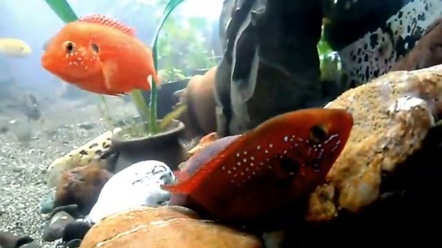 хромис-красавец нерест 07.08.2015. смотреть онлайн