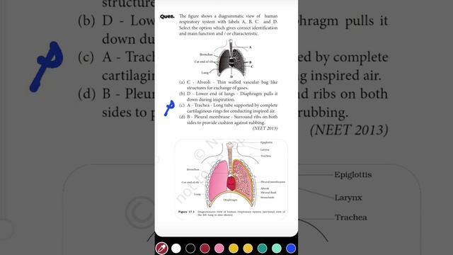 1 Question 1 Min. Series,[Breathing & Gas Exchange ] | Neet Biology Previous Years Questions Solved смотреть онлайн