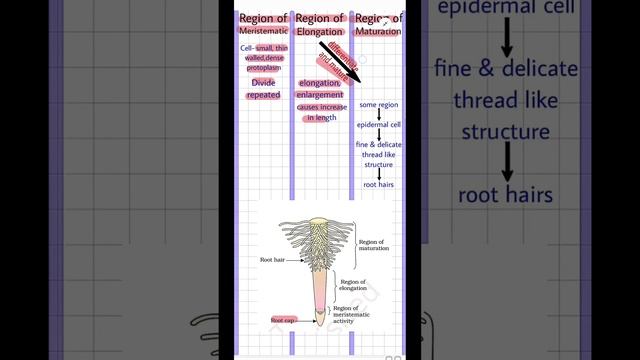 Root Region #morphologyoffloweringplants #roots #biologyclass11 #revision #neet #cbse #motivation