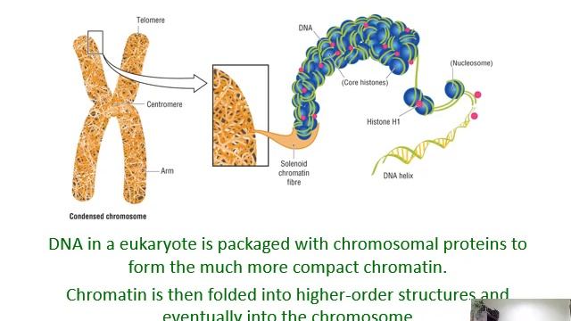 Ch. 3 Genome Structure, Organization, Variation - Part 2 - Genome size and organization смотреть онлайн