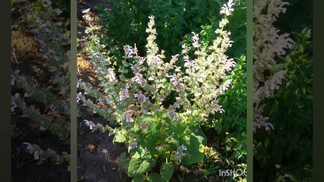 Лекарственные растения в чай.