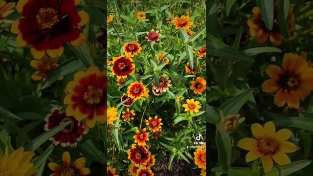 Добрый вечер! Цветёт циния "Персидский ковёр" смотреть онлайн