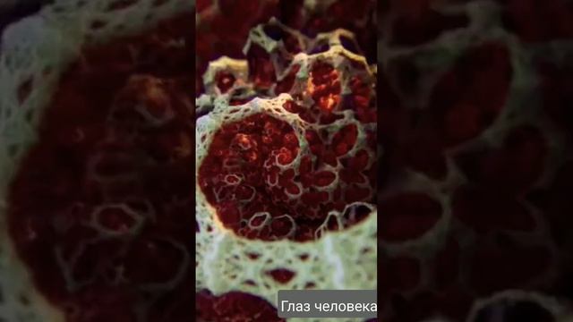 Так выглядят мышцы глаза человека смотреть онлайн