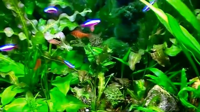 #Aquarium. Красные неоны и др. Archive. смотреть онлайн