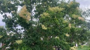 Сирень Амурская