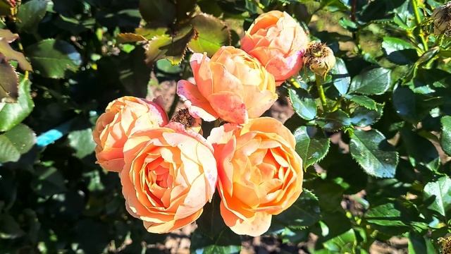 Уютная дача в Ленинградской области!🏡 Обзор цветников на 5 сентября 2024 г.🌹Покупка для сада! смотреть онлайн