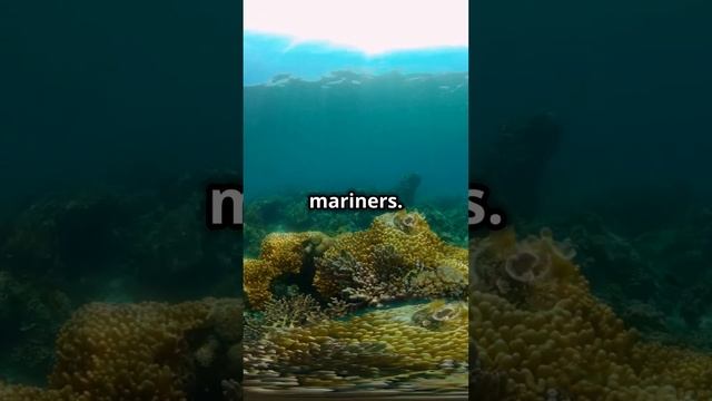 The MOST Endangered Ocean Animals - Videos for Kids смотреть онлайн